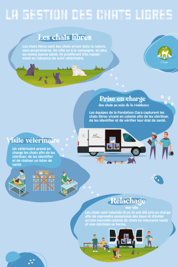 Affiche-INFO - Chats libres Gironde -1--1.png